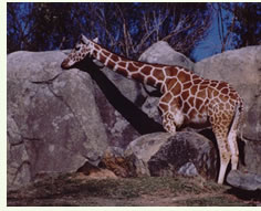 Visit the Zoo!